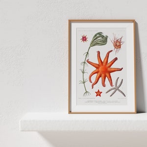 Starfish Collection Art Print Set of 2, Vintage Coastal Illustrations, Nautical Drawings Reproductions, Underwater Gallery Wall Art image 6