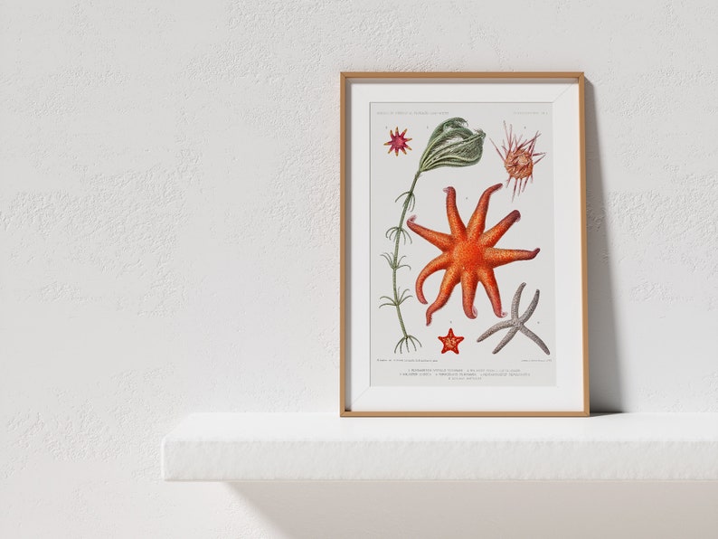 Starfish Collection Art Print Set of 2, Vintage Coastal Illustrations, Nautical Drawings Reproductions, Underwater Gallery Wall Art image 6