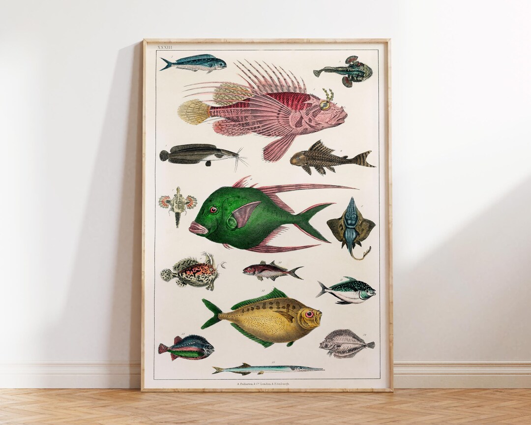 Sea Life Fine Art Print Marine Life Poster Vintage Fish - Etsy