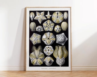 Ernst Haeckel Starfish Print, Vintage Sea Life Poster, Antique Marine Life Drawing Reproduction, Black & White Beach House Wall Art, A2, A1