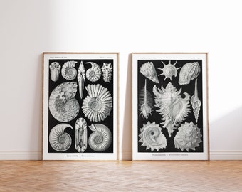 Sea Life Art Prints Set of 2, Ernst Haeckel Vintage Shell Collection Print, Black & White Beach House Decor, Scientific Illustration