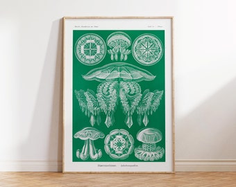 Green Jellyfish Art Print, Ernst Haeckel Marine Life Poster, Sea Life Fine Art Print for Beach House, Discomedusae–Scheibenquallen Print