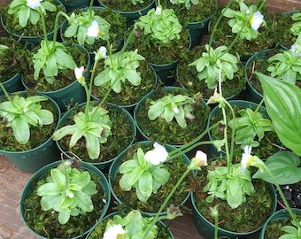 Live Carnivorous Butterwort plant! Well established in 3 inch pot! Get rid of those pesky gnats, mosquitoes and more!