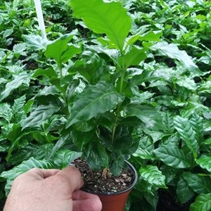 May include: A small coffee plant in a brown pot, held by a hand. The plant has large, vibrant green leaves. The background is filled with other coffee plants, creating a lush, green environment.