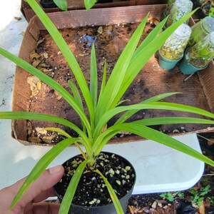 Live Pandanus amaryllifolius, Pandan, plants 6-10 inches tall in a 4 inch pot. Very well rooted