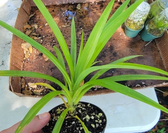 Live Pandanus amaryllifolius, Pandan, plants 6-10 inches tall in a 4 inch pot. Very well rooted
