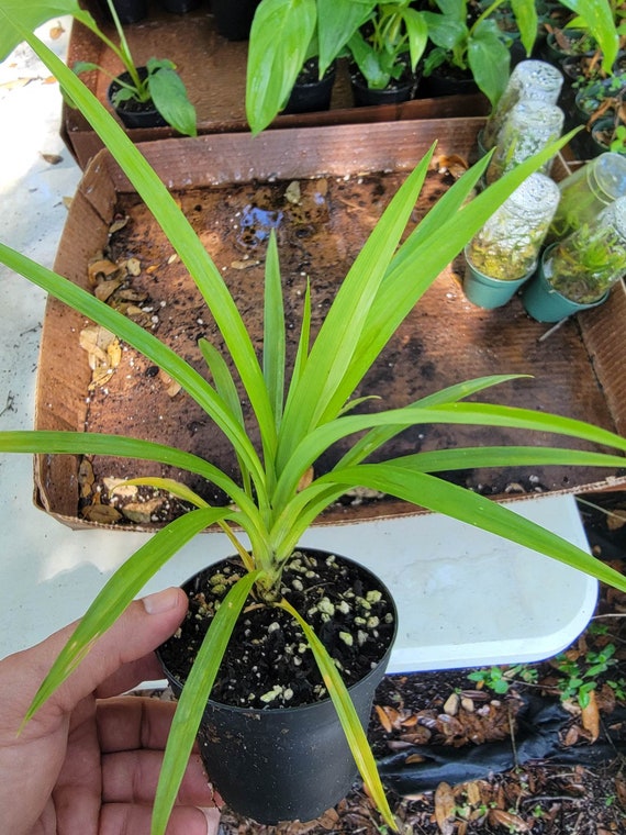 Live Pandanus amaryllifolius, Pandan, plants 6-10 inches tall in a 4 inch pot. Very well rooted
