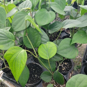 Black Pepper plant 6-10 inches long in 4 inch pot. Ships in pot with excellent roots