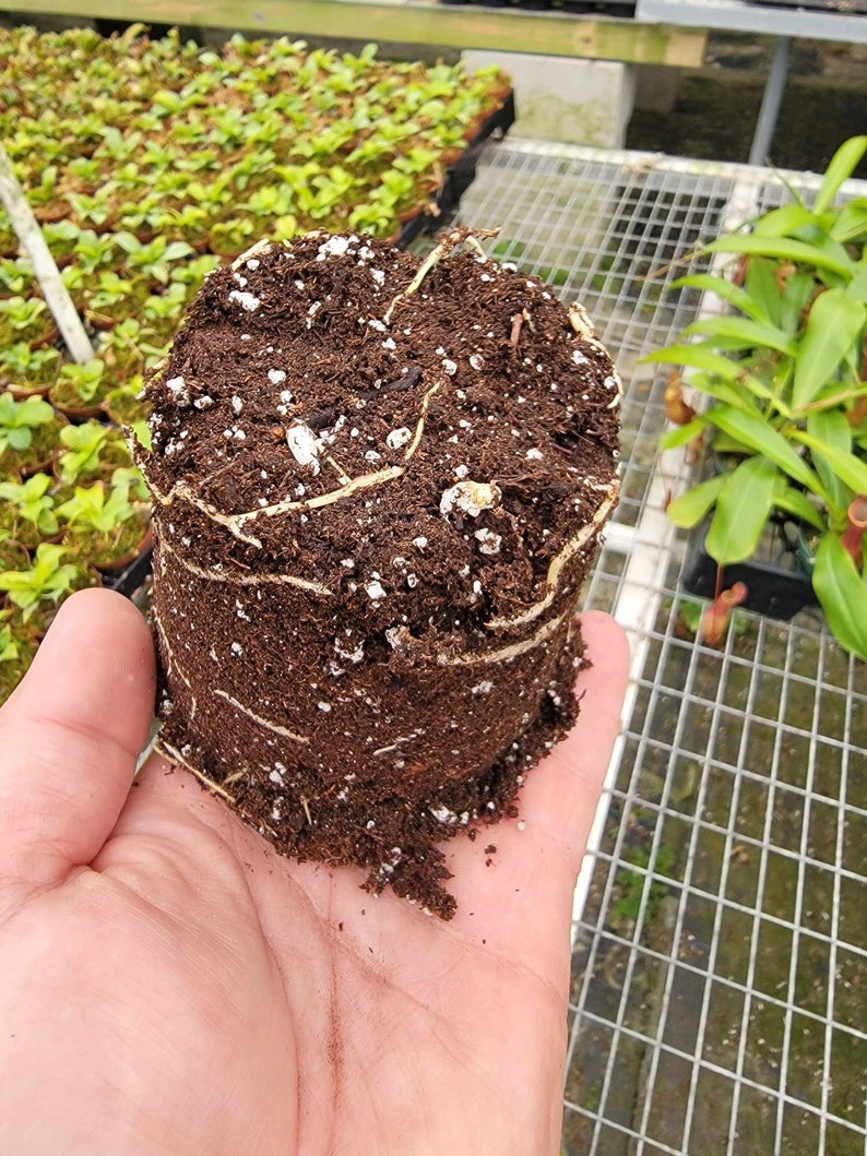 GreenDazeExotics Peanut Butter Fruit Tree - Thumbnail 3