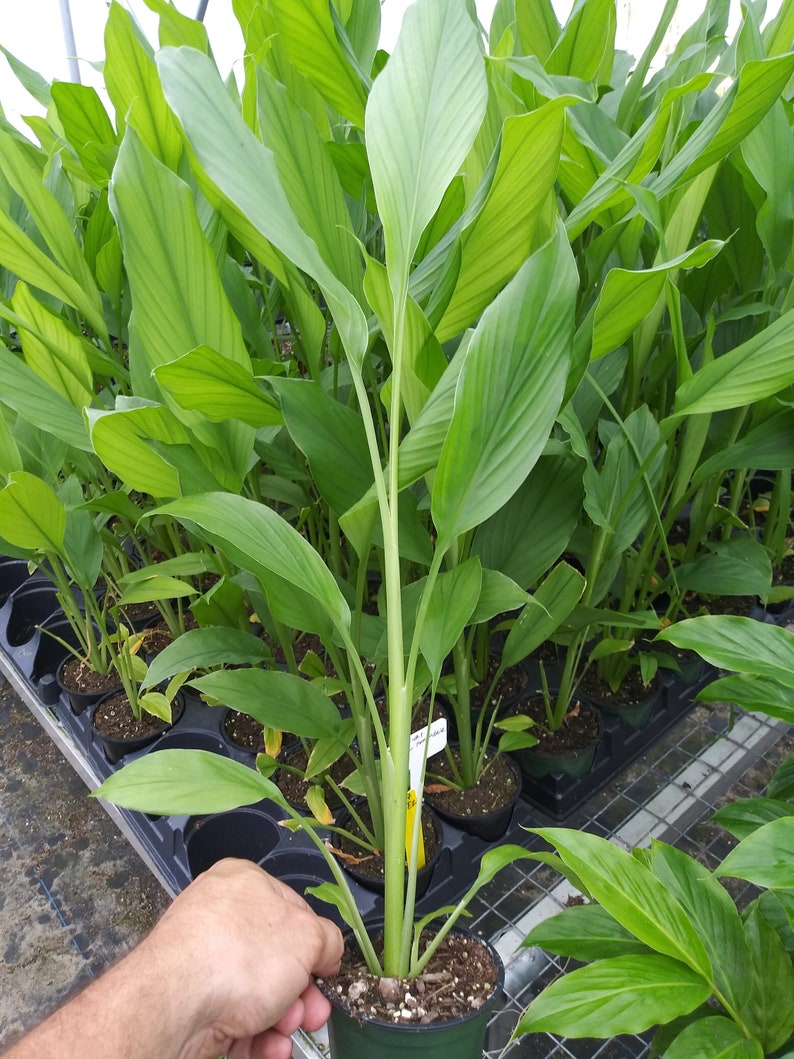 Live Yellow Turmeric plant Curcuma longa, 15 inches tall, ready to ship now. Ships in 4 inch pot image 2
