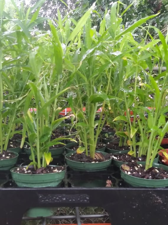 Live Edible Ginger Plant in 3 Inch Pot. Wellestablished Etsy