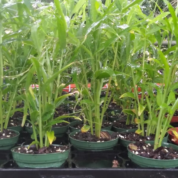 Shampoo Ginger Plant Etsy