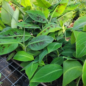 May include: Close-up of a group of banana plants in pots. The plants have large, green leaves with brown spots. The pots are arranged in a grid pattern on a wooden surface.