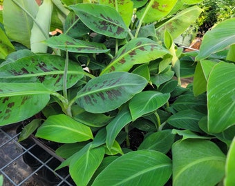 Live Musa Double Mahoi Banana plant in 4 inch pot 15-20 inches tall! Thick trunks, Makes 2 racks of bananas!