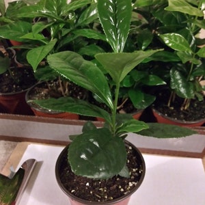 May include: A close-up of a green tea plant in a brown pot. The plant has several large, dark green leaves. The pot is sitting on a white surface.