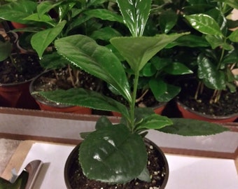 Large Leaf Camellia sinensis tea (Sochi) plant 10+ inches in a 4 inch pot. Extremely cold hardy!