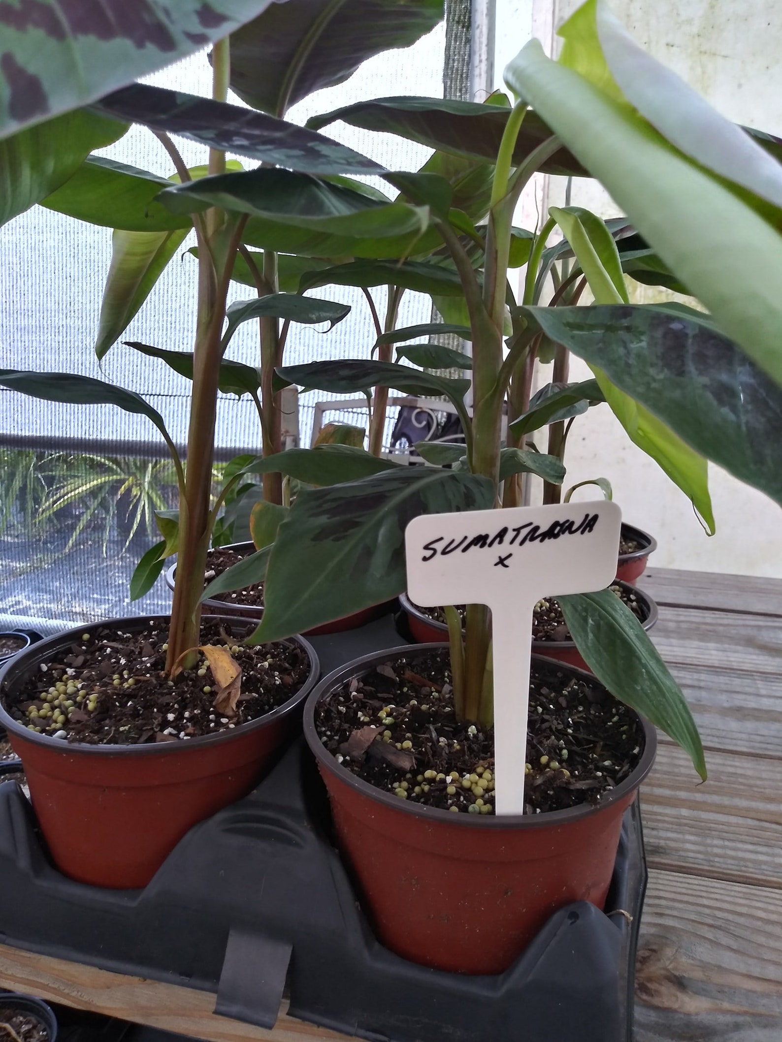 Live Musa Sumatrana X Cross Banana Plant in 6 Inch Pot 18 Etsy