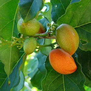 May include: Close-up of green and orange fruits growing on a tree branch with green leaves.