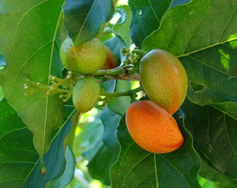 May include: Close-up of green and orange fruits growing on a tree branch with green leaves.
