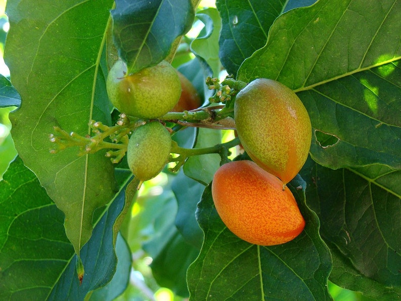 GreenDazeExotics Peanut Butter Fruit Tree