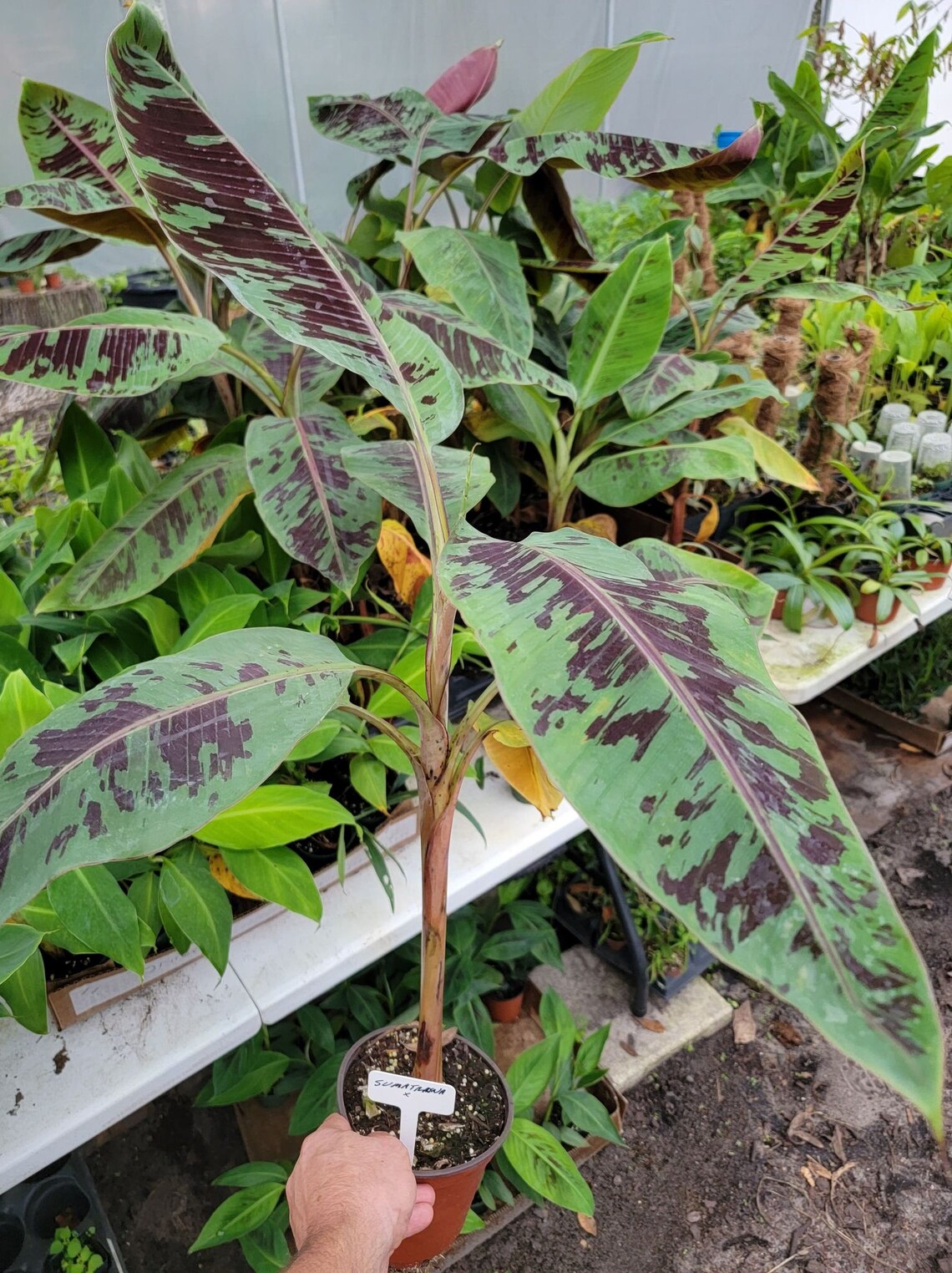 Live Musa Sumatrana X Cross Banana Plant in 6 Inch Pot 18 Etsy