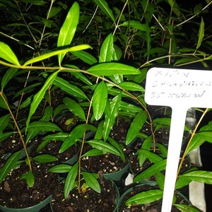 May include: A close-up shot of several small potted plants with vibrant green leaves and slender stems. The plants are labeled "Salavatski" and a white tag reads "2.5" season". The pots are arranged in a dark tray, suggesting a nursery setting.