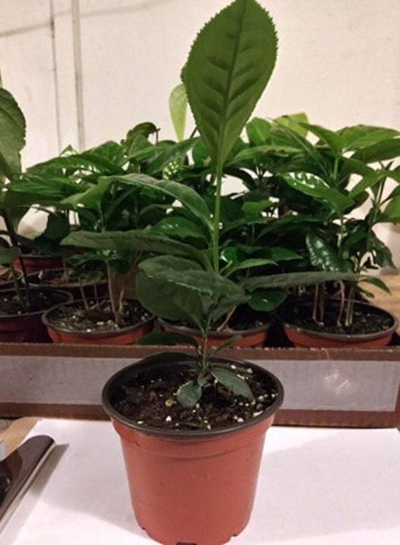 10+ The Plant Haus