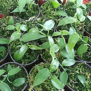May include: Close-up of a group of potted vanilla plants with green leaves and stems. The plants are growing in small brown pots with moss covering the soil.