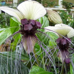 Live plant! Tacca integrifolia!! White Bat Flower in 4 inch pot, 8+ inches tall and very well established! Ships in pot!