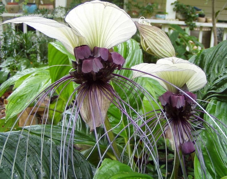 Live plant! Tacca integrifolia!! White Bat Flower in 4 inch pot, 10+ inches tall and very well established! Ships in pot!