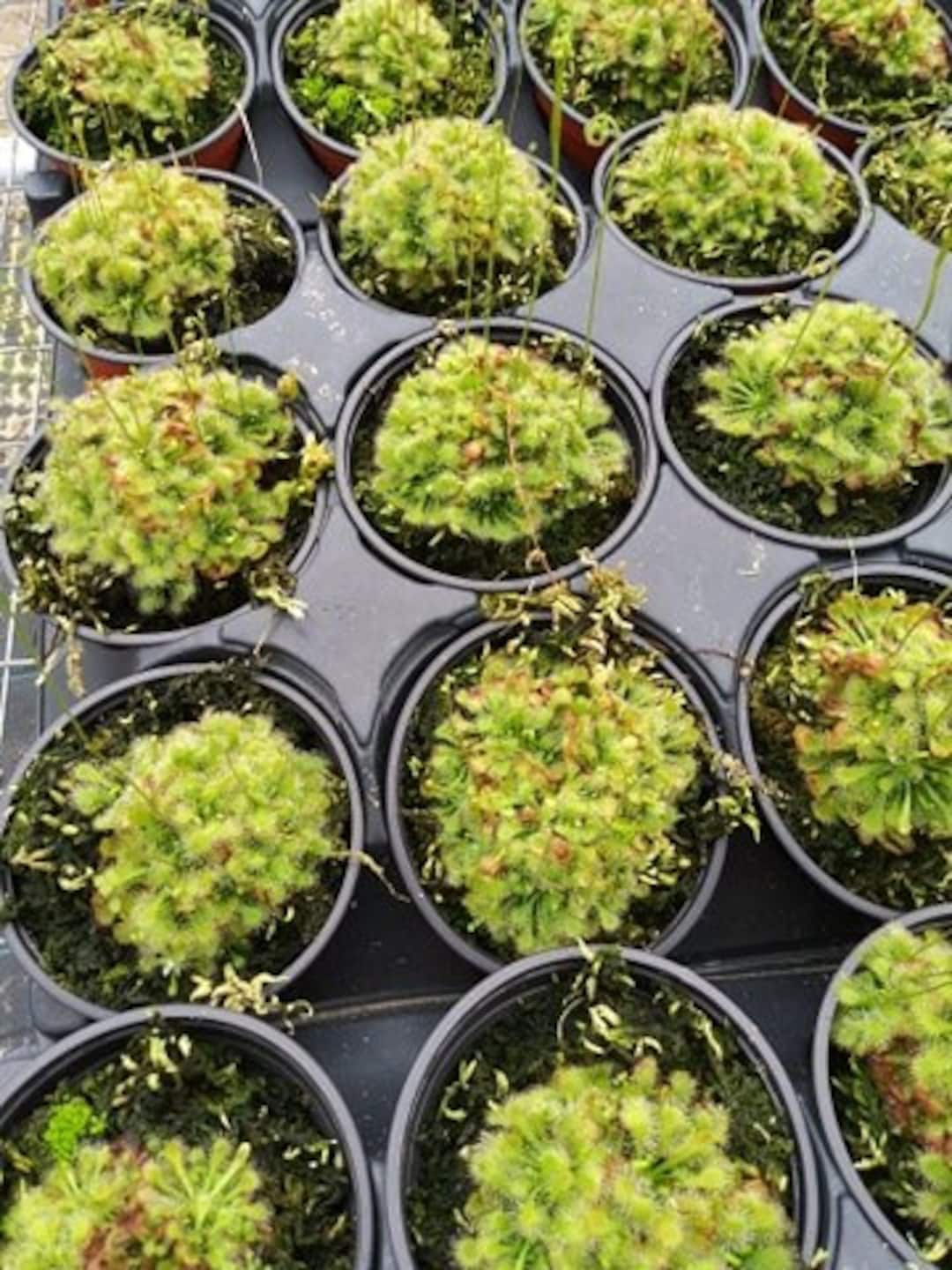 Sundew Roots Live Plant! Drosera Spatulata Sundew in 3 Inch Pot, Established With ...