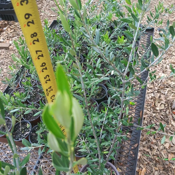 Live Arbequina Olive Tree!! in 6 inch pots 16-22 inches tall  with thick stems.