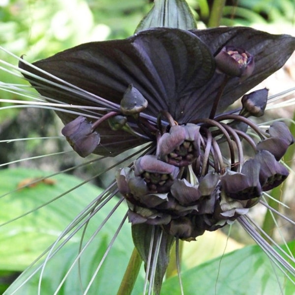 Bat Flower Etsy