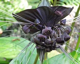 Live Black Bat Flower! Buds forming on many now! 1 Gallon Tacca chantrieri