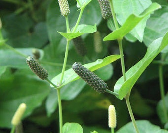 Live plant! Piper longum, "Long Pepper" in 4 inch pot well-established 8-12 inches long
