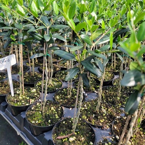 May include: Close-up of a tray of olive tree saplings with braided trunks. The saplings are in small black pots and are arranged in rows. A white label with the word "Braid" is visible in the lower left corner of the image.
