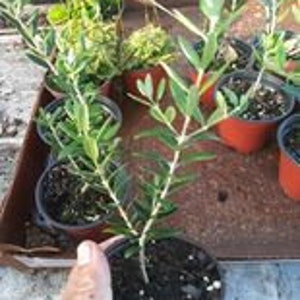 May include: A small olive tree sapling in a red plastic pot. The tree has green leaves and a brown trunk.
