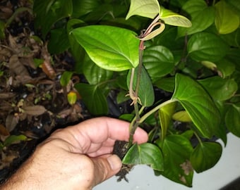 Black Pepper plant 6-10 inches long in 4 inch pot. Ships in pot with excellent roots