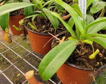 Large Nepenthes Alata Starter plants in 6 inch hanging pots. Well rooted and established.