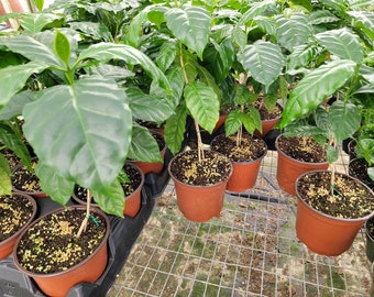 Live Coffee arabica plant in 6 inch pot, well established, 14-20 inches tall