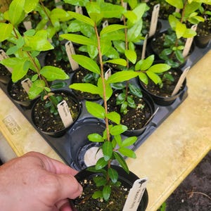 Yaupon Holly, Ilex vomitoria in a 4 inch pot. Well-rooted, 8 to 12 inches tall. Makes a great tea!
