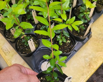 Yaupon Holly, Ilex vomitoria in a 4 inch pot. Well-rooted, 8 to 12 inches tall. Makes a great tea!