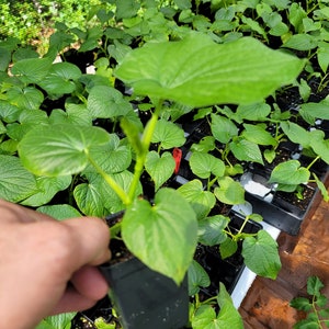 Kava Kava Live Plant - Piper Methysticum "Isa Variety" 6-10 inches in a 4 inch pot. Well rooted