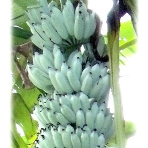 May include: A bunch of blue Java bananas, also known as ice cream bananas, growing on a banana plant. The bananas are light blue and have a slightly green hue.