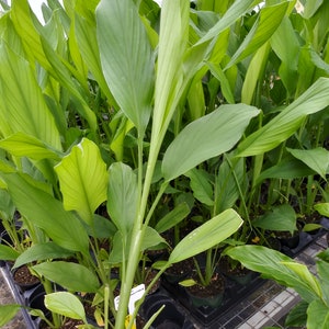 Live Yellow Turmeric plant Curcuma longa, 15 inches tall, ready to ship now. Ships in 4 inch pot image 1