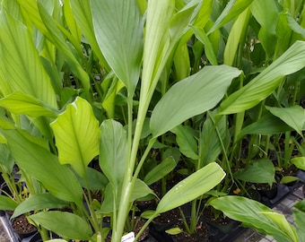 Live Yellow Turmeric plant Curcuma longa, 12+ inches tall, ready to ship now. Ships in 4 inch pot