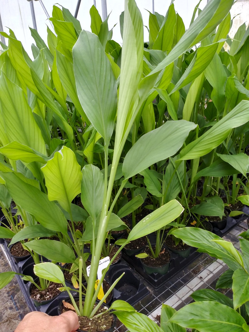 Live Yellow Turmeric plant Curcuma longa, 15 inches tall, ready to ship now. Ships in 4 inch pot image 1