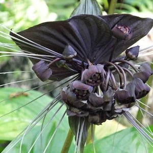 Large Live Tacca chantrieri, Black bat Plant in 4 inch pot,  8-12 inches tall, very well established