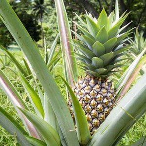 May include: A close-up of a pineapple growing in a field. The pineapple is surrounded by green leaves and is ready to be harvested.