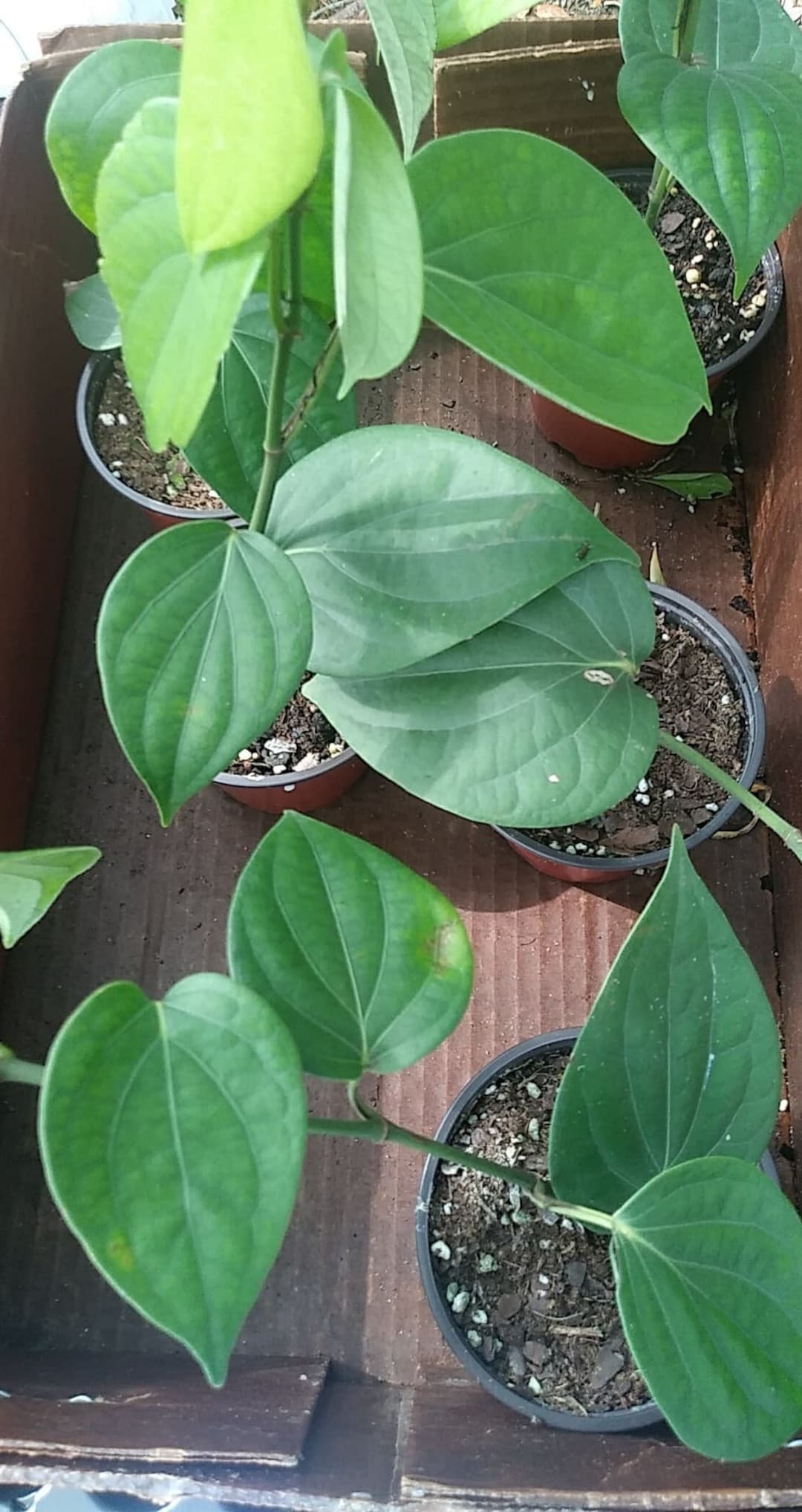 LARGE Black Pepper Plant Grow Your Own Peppercorn 1216 Inch Plant in 4